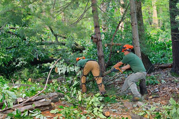 Best Tree Trimming and Pruning  in Resaca, GA